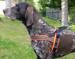  Bjrkis Walking and track harness with reflective 