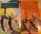  Dwarf rabbit harness with leash 