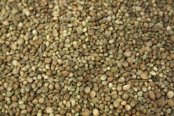 Hemp seed 1kg