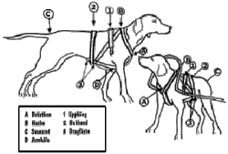 Nordic harness