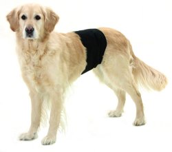 Male dog protection / splash protector