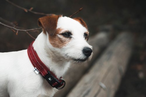 Hurtta collar casual