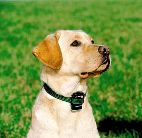 Master Plus Pro Training collar with remote control