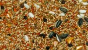 Lovebird, grass parakeet-seed mix 1 kg