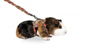  Guinea pig harness 