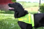 Reflective vest made ​​of nets for fur dogs 